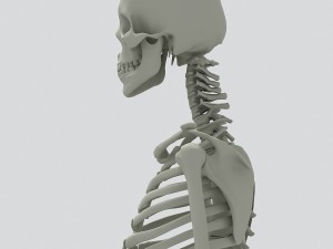 human skeleton 3D 모델