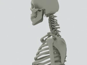human skeleton 3D Model