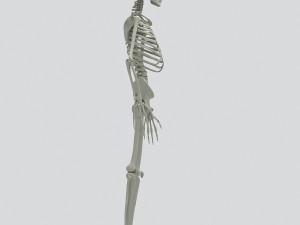 human skeleton 3D 모델