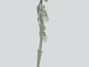 human skeleton 3D Model
