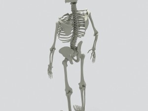 human skeleton 3D 모델