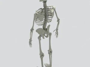 human skeleton 3D Model