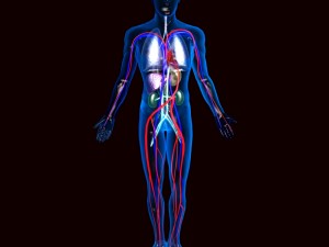 human circulatory system 3D-Modell