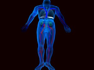 human circulatory system 3D Модель