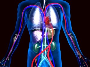 human circulatory system 3D Модель