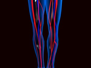 human circulatory system 3D Модель
