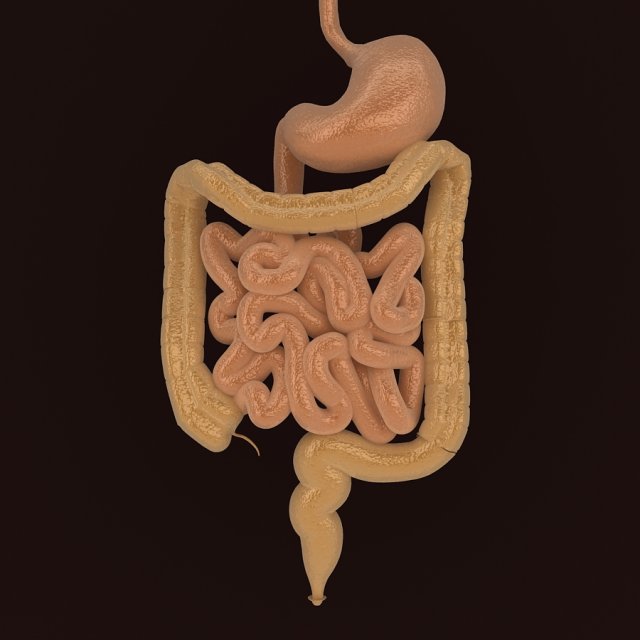 human digestive organs 3D Модель .c4d .max .obj .3ds .fbx .stl .blend 