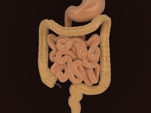 human digestive organs 3D-Modell