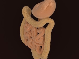 human digestive organs 3D Модель