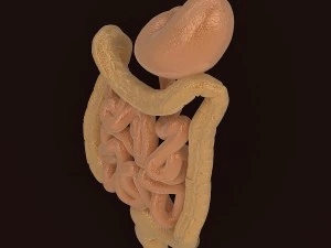 organes digestifs humains Modèle 3D