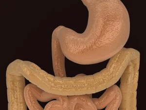 organes digestifs humains Modèle 3D