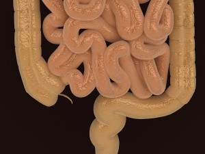 human digestive organs 3D Модель