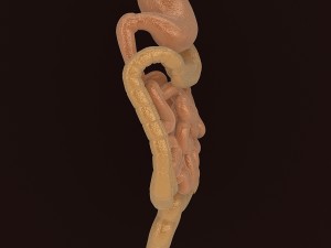 human digestive organs 3D Модель