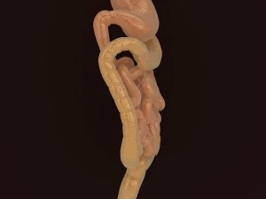 organes digestifs humains Modèle 3D