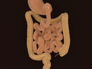 organes digestifs humains Modèle 3D