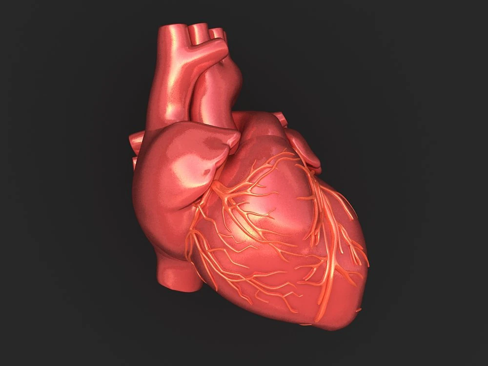human heart 3D Model .c4d .max .obj .3ds .fbx .stl .blend 
