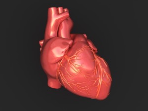 human heart 3D-Modell