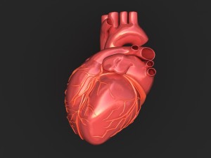 human heart 3D 模型
