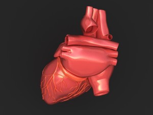 human heart 3D 模型