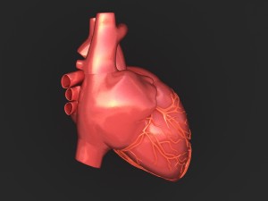 human heart 3D 模型