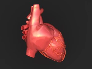 human heart 3D Model