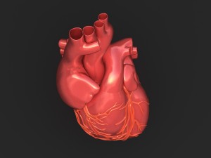 human heart 3D 模型