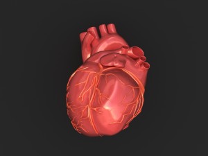 human heart 3D 模型