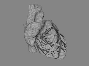 human heart 3D 模型