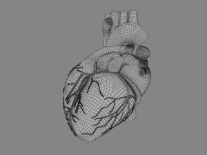 human heart 3D 模型