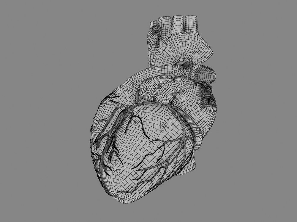 Human Heart 3d Model In Anatomy 3dexport