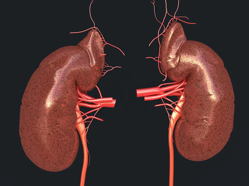 human kidney 3D Model .c4d .max .obj .3ds .fbx .stl .blend 
