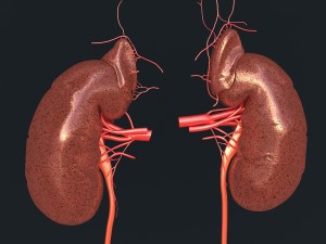 human kidney 3D-Modell