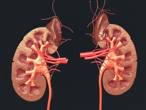 human kidney Modelo 3D
