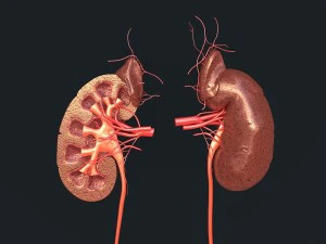 human kidney 3D Model