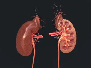 human kidney 3D Model