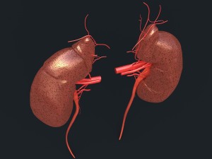 human kidney Modelo 3D