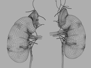 human kidney Modelo 3D