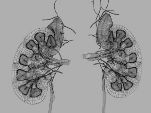 human kidney 3D Model
