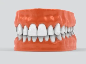 menschliche Zähne 3D Modell