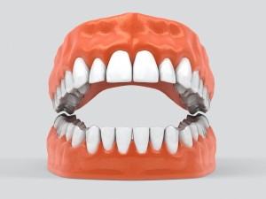 human teeth 3D 모델