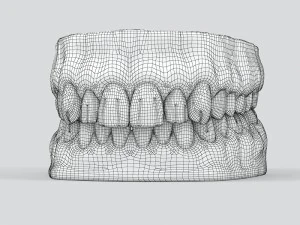human teeth 3D Model
