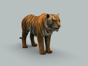 tiger 3D 모델