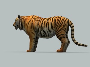 tiger 3D 모델
