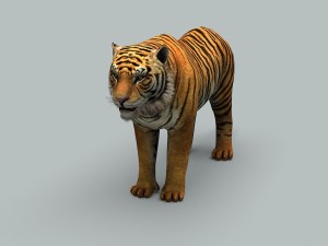 tiger 3D 모델