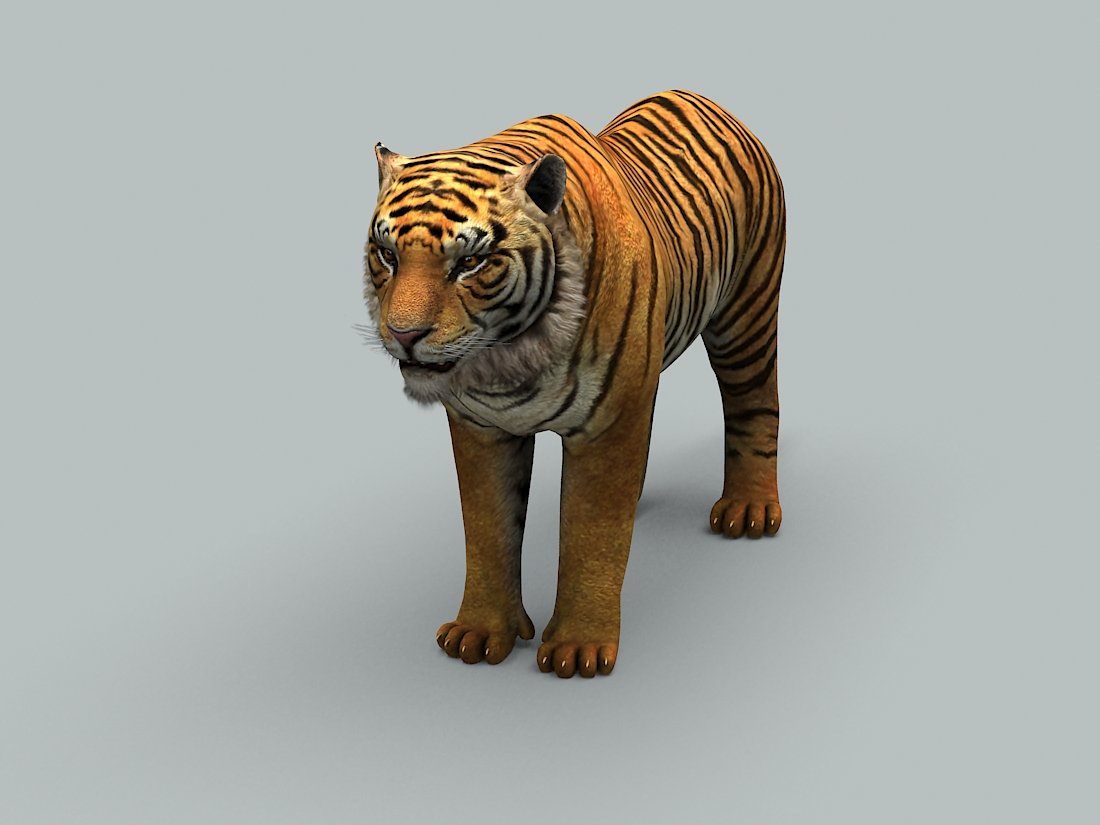 3d тигр. макет тигра. 3d тигр. тигр 3d. 3д моделька тигра.