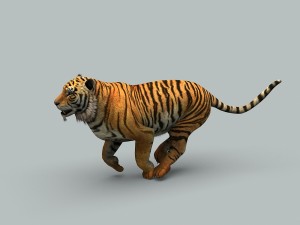 tiger 3D 모델