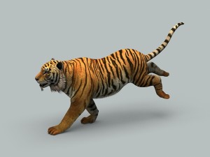 tiger 3D 모델