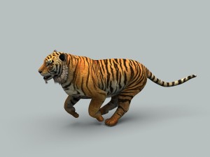 tiger 3D 모델