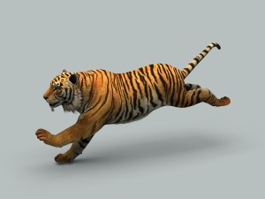 tiger 3D 모델