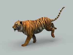 tiger 3D 모델